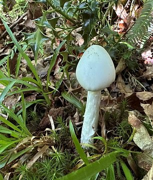 But according to the Woodland Trust, just one of these offending mushrooms in a bowl of soup is said to be potent enough to kill anyone who has a spoonful. There is no known antidote