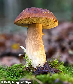 An edible porcini mushroom