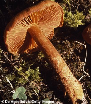 The deadly webcap mushroom