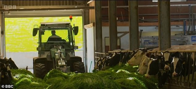 The farmers explained: 'We bring this lovely lush grass to the cows,' he told the presenter. 'Every day, it's cut fresh' (pictured)