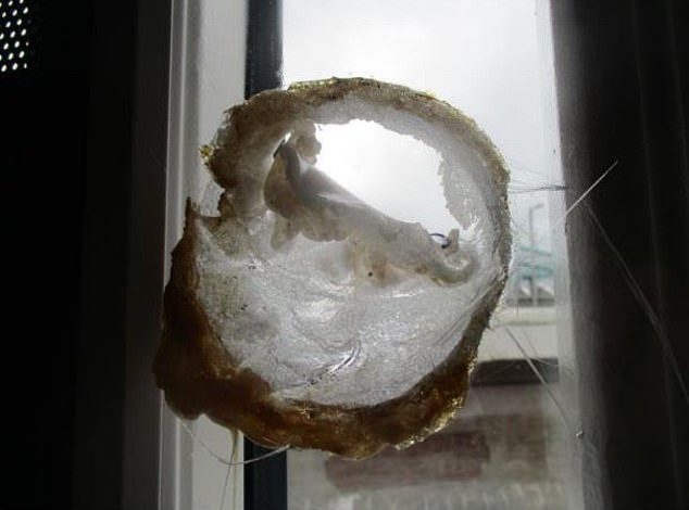 A hole smashed into a window. They are being replaced with Perspex at a cost of £5,000 each, according to Mr Taylor