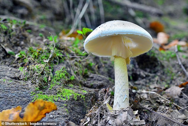 The highly poisonous death cap mushroom that was used in the deadly beef wellingtons