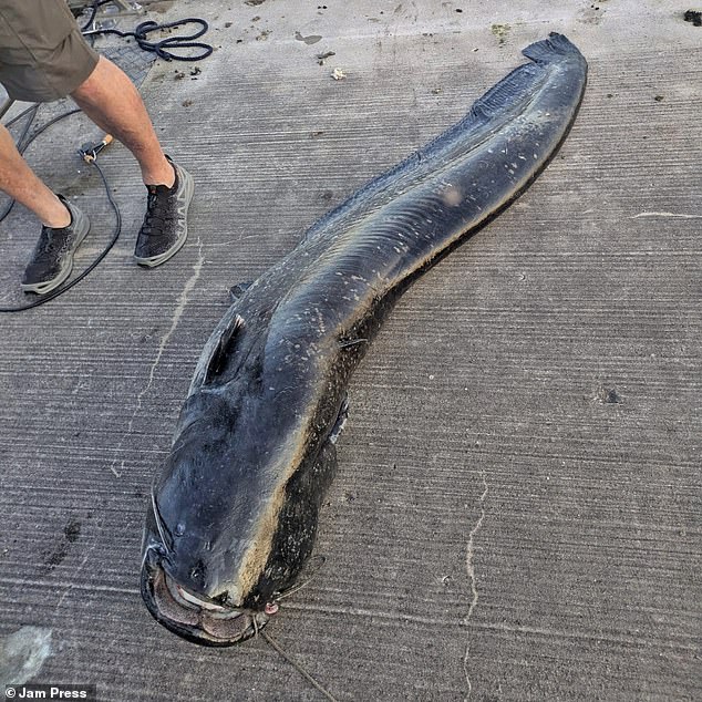 The species can grow up to three meters long, weigh 200kg and live up to 100 years old, but they are not usually dangerous or known for biting