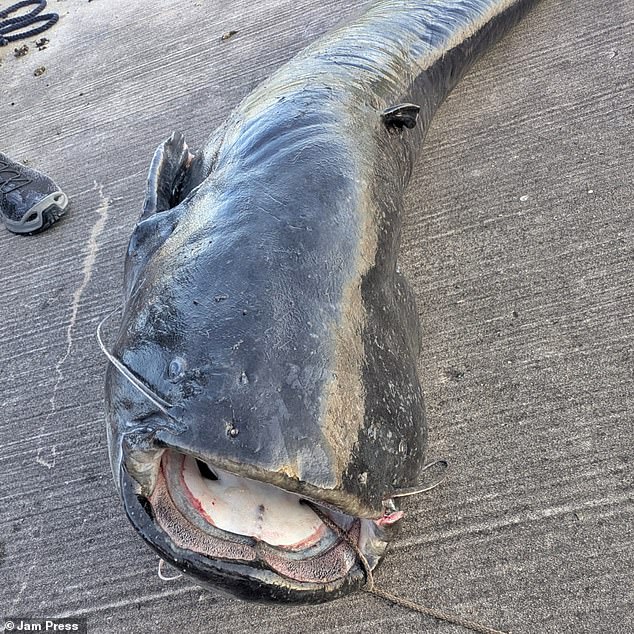 Officers shot the crazed creature after it was 'driven mad by techno music' and attacked five swimmers in Lake Brombach, Bavaria on June 22. Officers made the decision to kill the animal, reasoning that it would be impractical to close the surrounding area and citing the risk to swimmers and festival goers