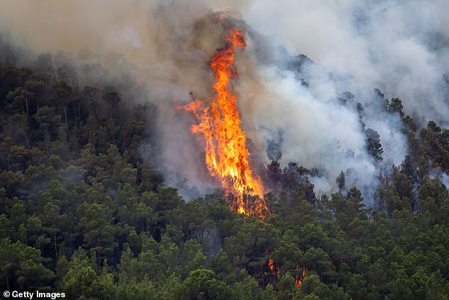 Large flames leap from the trees as a wildfire burns through forested areas in Tarragona