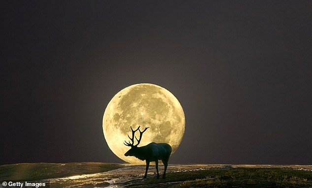 The moon's unusual low path is a direct result of its 18.6-year lunar cycle, known as a lunistice, a point when the moon's orbit tilts to its greatest angle relative to Earth's equator