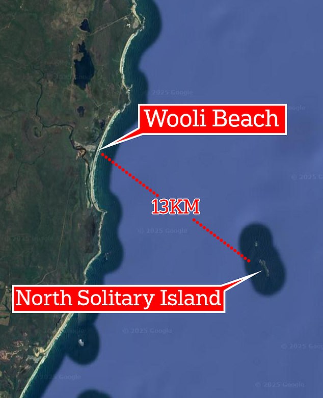 Rescuers located Darcy at a small island off the coast of northern NSW about 13km from where he went surfing