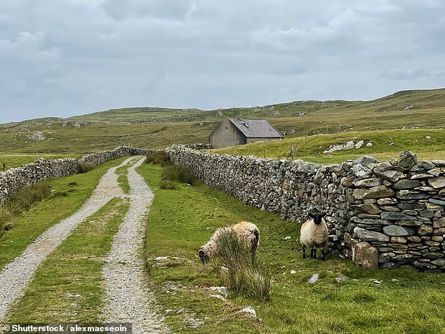 Sheep between a gravel track and stone wall in Inishbofin