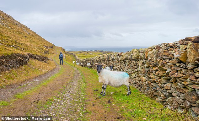 Path along the coast of the Irish island of Inishbofin in summer