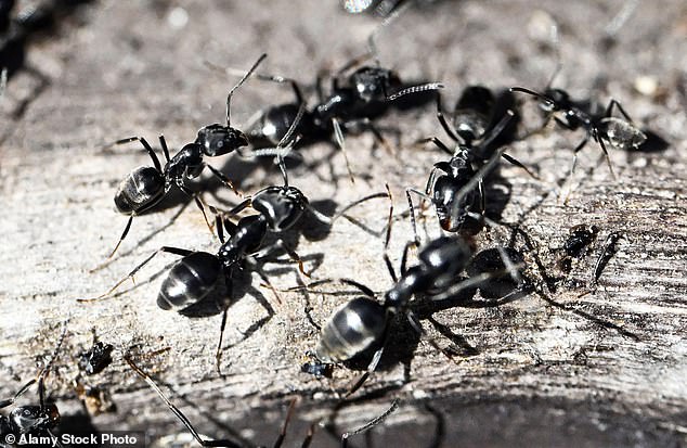 Unlike black ants native to the UK, which tend to move in single file, super-ants move in conspicuous, very busy columns which can be metres long