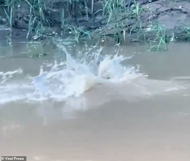 Muhammad screamed for help as his friends raced over and grabbed his shirt in a desperate tug-of-war with the croc
