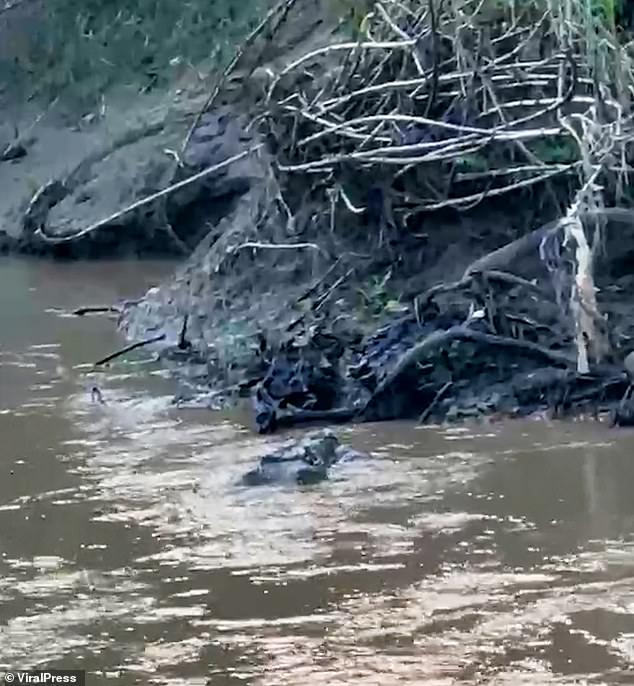 Village head Heri Budianto said the last deadly crocodile attack in the area occurred in 2015