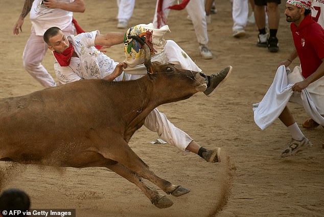 A participant is hit by a young cow in the bullring after the first "encierro" (bull-run) of the San Fermin festival in Pamplona, northern Spain, on July 7, 2025