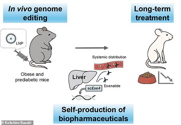 The above illustration from the lead study author illustrates how the treatment works. The gene is injected into the mice and gives instructions to live cells to produce exenatide. Over time, the mice gained less weight and ate less food
