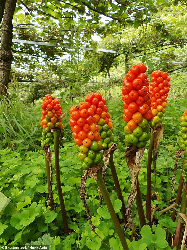 Victoria explained within 'minutes' Rufus' tongue started to swell after eating an Italian arum plant, which can cause skin irritations, arrhythmia, and internal bleeding