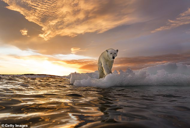 The consequences of climate change include hotter summers, warmer winters, melting ice caps and rising seas