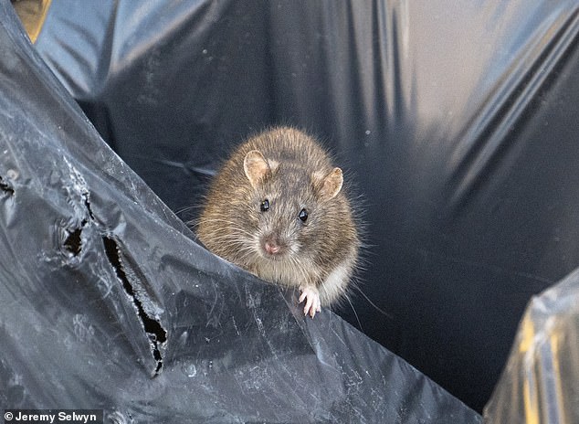 People living in the city say their health suffered from the stench of piling waste while 'cat-sized' rats raided the mounting rubbish outside their homes.