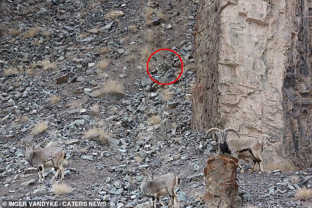 There it is! Did you find it? The big cats are renowned for being masters of disguise and can only be spotted by those with sharp vision
