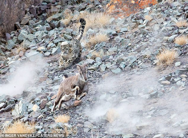 Although the big cat missed its target, Inger managed to snap a full sequence of the attempted hunt, a breathtaking moment of nature in motion