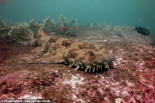 Wobbegong sharks are excellent at hiding despite being 10ft long