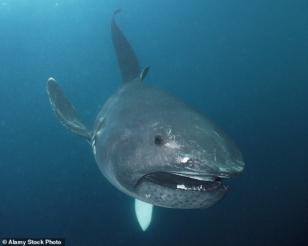 Megamouths spend most of their time 15,000ft below the surface of the ocean