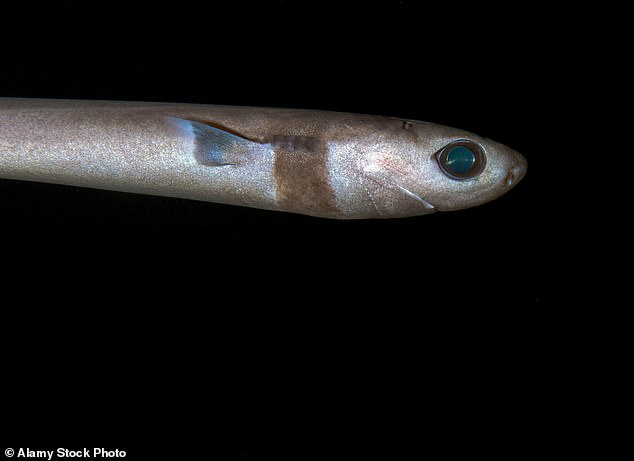 Cookiecutter sharks are named after the holes they leave behind in prey