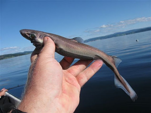Dwarf lanternsharks are the size of a carrot