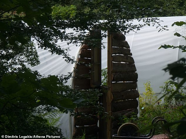 'It's remarkable how easily it grows here, mainly because we're in a microclimate which gives us lots of sunshine and just the right amount of rain. The growing conditions are pretty much perfect,' she said