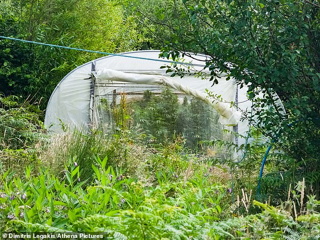Locals say a microclimate in the folds of the sweeping Talley Valley in rural Carmarthenshire has made it possible for them to easily grow weed, even without heat-intensifying poly tunnels
