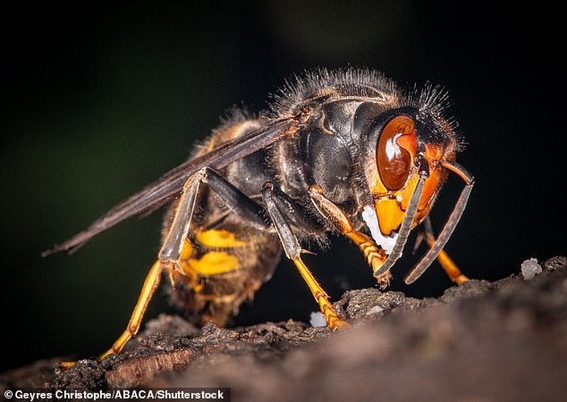 This year, Daniel Steward, managing director at Shield Pest Control, insists that his teams have received a 'noticeable increase in wasp-related enquiries' across the summer. He told The I Paper that the stark rise in temperatures had sped up the wasp breeding cycle