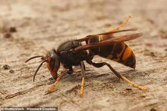 Seirian Sumner, UCL's professor of behavioural ecology, told The I Paper that the early summer heat and dry spring conditions have indicated a 'good wasp year' for 2025. The high UK temperatures has increased insect populations that wasps then hunt as prey