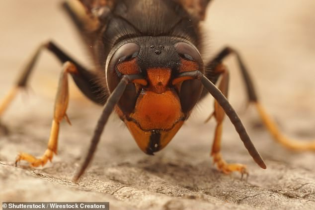 In contrast, last year, wasps were hit by a wet spring and cold start to summer, with Adam Hart, professor of science communication at the University of Gloucestershire telling MailOnline that 'all of the signs' suggested it was a 'very poor summer for wasps'