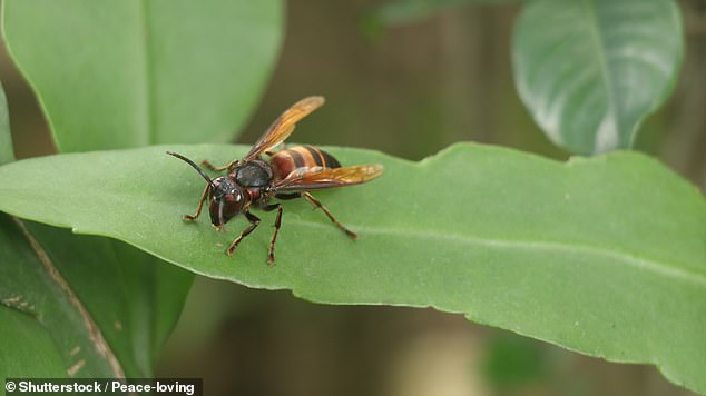 For those fed up with the incessant number of wasps plaguing their home this summer, there are several humane insect repellents that can help keep the buzzing intruders out