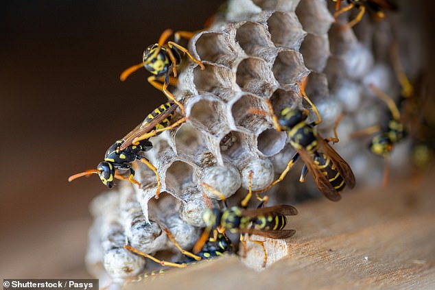 Despite the annoyance of nature's unloved insects and the painful sting they can leave behind, Professor Sumner previously told MailOnline that we need to 'actively overhaul the negative image of wasps to protect the ecological benefits they bring to our planet'
