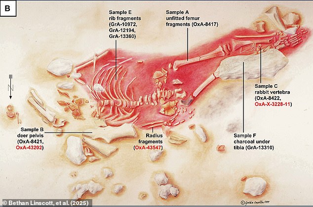 New research suggests that the Lapedo child (illustrated) lived between 27,780 and 28,550 years ago. That is over 10,000 years after the last Neanderthal died out, suggesting that interbreeding was much more common than previously thought