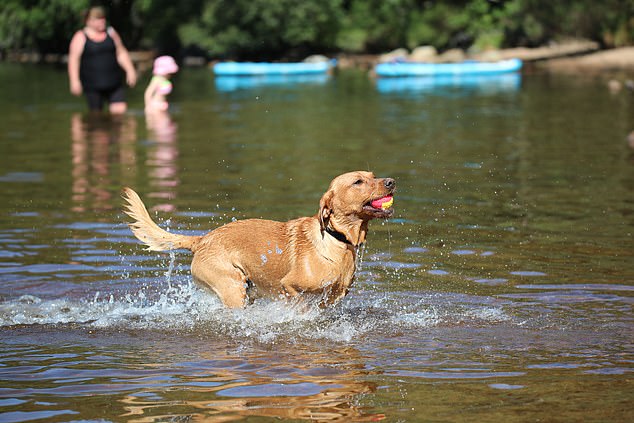 AVIEMORE: Ralphie the labrador having fun at Loch Morlich beach where sunseekers descended to bask in Scotland's hottest day of the year on July 12, 2025