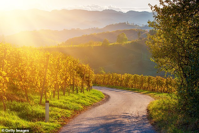 Slovenia's vineyards produce massively impressive vintages, seen in restaurants worldwide