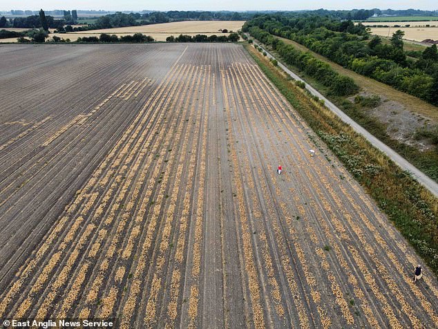East Anglian growers have been slapped with the 'abstraction ban' until further notice - even though no other kinds of water usage in the area have been forbidden. Pictured: File photo of Mr Young's Grange Farm in 2022