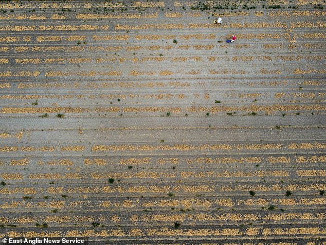 Tim Young, who owns the 182-hectare Grange Farm (pictured, file photo from 2022) near the market town of Thetford, Norfolk, said the ban is a 'huge knock' to profitability and food production