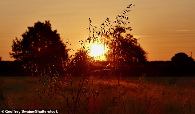Abstraction is the process of taking water from the environment, such as rivers, streams or springs, for use in agriculture, industry or the home. Pictured: Sunrise over fields in Dunsden, Oxfordshire, during hot temperatures on Saturday