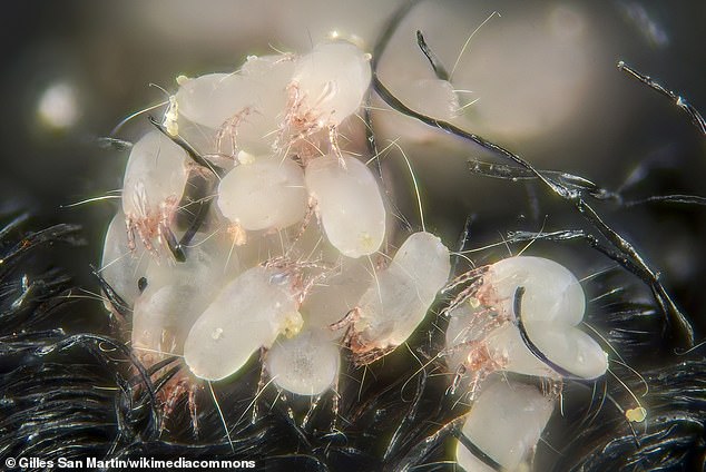 Too small to be visible to the naked human eye, dust mites are insect-like pests that feed on dead skin cells and thrive in warm, humid settings. The mites themselves aren’t dangerous, but their faecal droppings are potent allergens that can aggravate eczema, asthma and hay fever