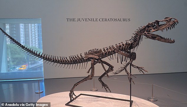 This natural history-themed auction will also see the sale of a juvenile Ceratosaurus fossil, expected to sell for $3-4.5 million ($4-6 million)