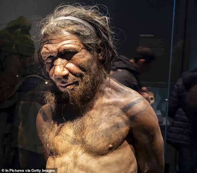 Scientists say that interbreeding between Homo sapiens and Neanderthals led to genes which cause headache-inducing brain defects called Chiari malformations. Pictured: A reconstruction of a Neanderthal man