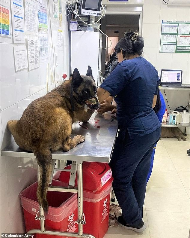 Sanson, who has received an outpouring of admiration in his home country was treated at an animal hospital
