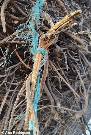 Pictured, a stork leg is trapped in blue baler twine, often used for binding hay bales