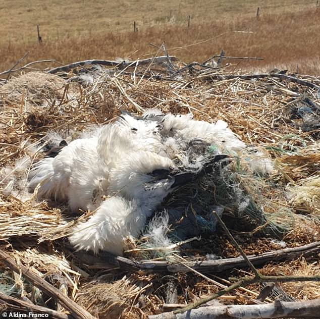 Tragic: A dead white stork chick in its nest due to entanglement. As is happening in the oceans due to human plastic pollution, discarded synthetic materials can be a serious hazard on land too