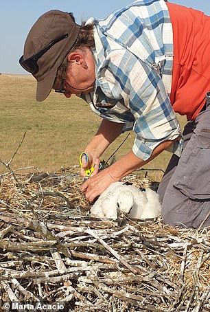 A researcher disentangles a chick at the nest. Always high up and uncovered, white stork nests are built on treetops, pylons, roofs or chimneys