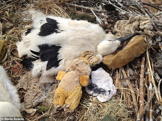 Pictured, a live chick ‘playing dead’, a strategy used by other species as well as a defence mechanism against predators and when humans approach. It's believed the cuddly toy next to it was brought to the nest by an adult stork