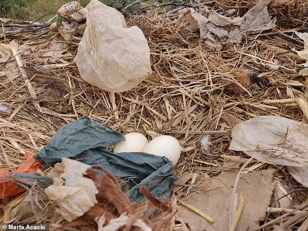 Pictured, a white stork nest with eggs surrounded by plastic, wrappers and other human-caused waste material