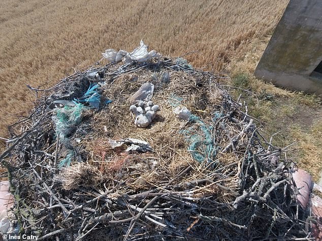 Pictured, a live chick ‘playing dead’, a strategy used by other species as well as a defence mechanism against predators and when humans approach. It's believed the cuddling toy was brought to the nest by an adult stork